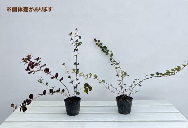 ビバーナム（ガマズミ）：ハリアナム3号ポット