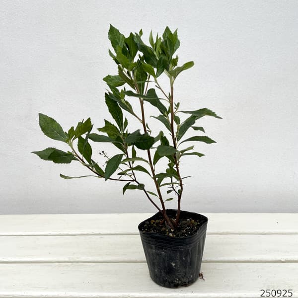 アメリカリョウブ:シックスティーンキャンドル3号ポット