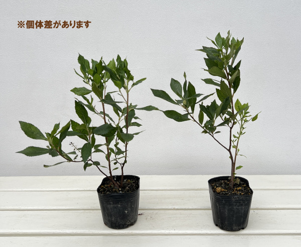 アメリカリョウブ:シックスティーンキャンドル3号ポット