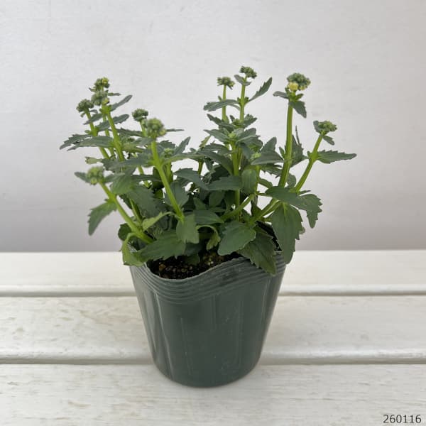 ネメシア：小春3.5号ポット