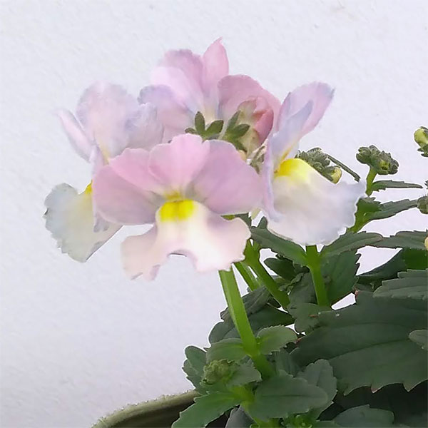 [26年1月中下旬予約]ネメシア：小春3.5号ポット