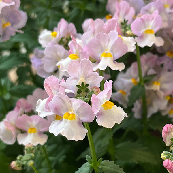 [26年1月中下旬予約]ネメシア：小春3.5号ポット