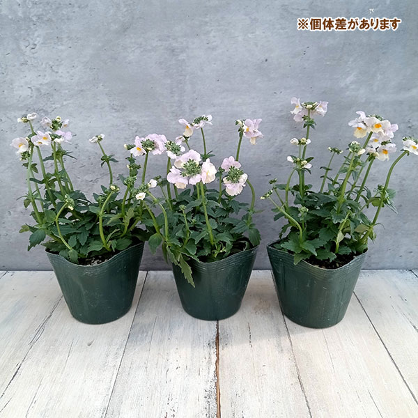 [26年1月中下旬予約]ネメシア：小春3.5号ポット