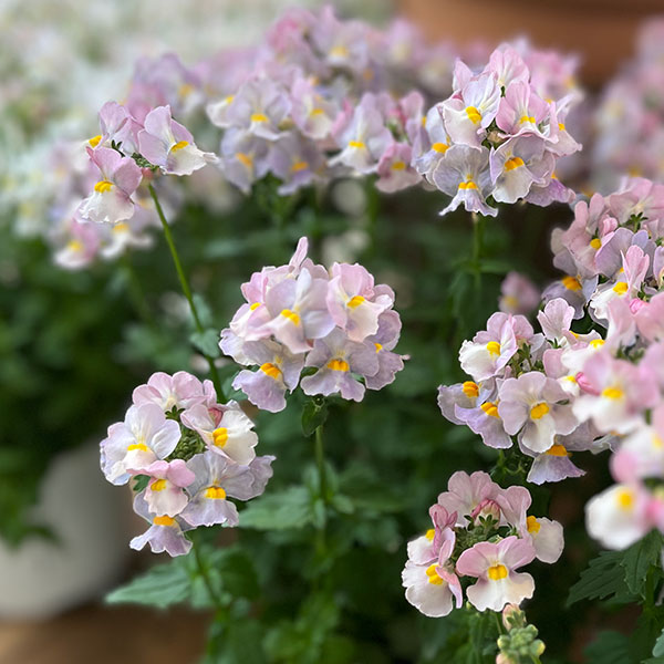 [26年1月中下旬予約]ネメシア：小春3.5号ポット