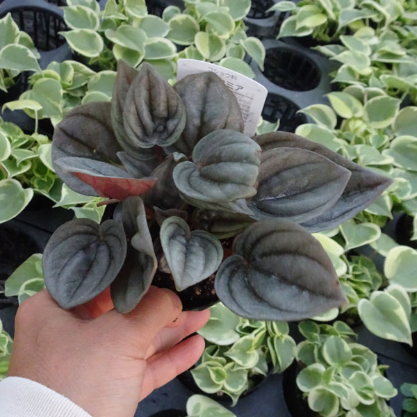 ぺぺロミア ：メンドーサ3号ポット