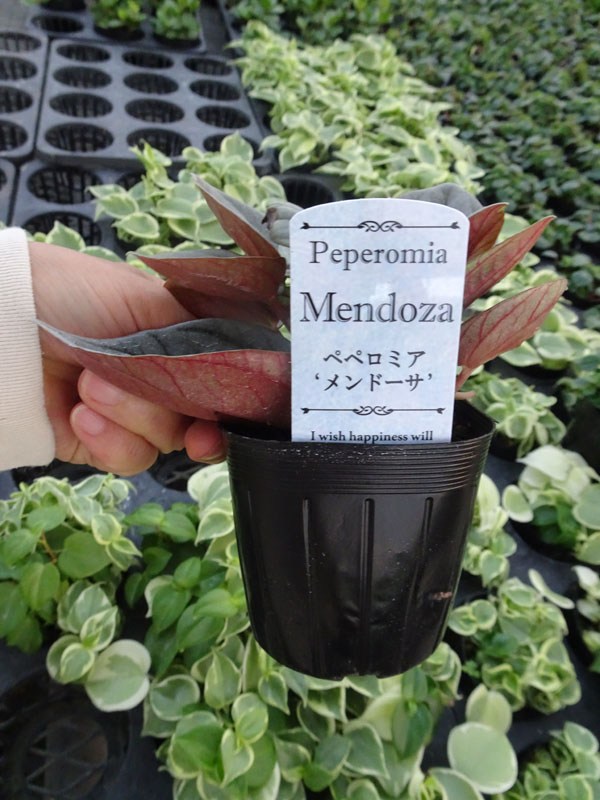 ぺぺロミア ：メンドーサ3号ポット