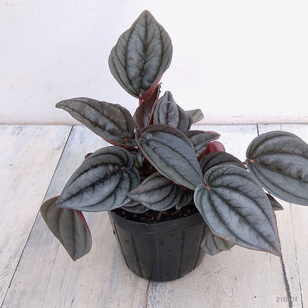 ぺぺロミア ：メンドーサ3号ポット