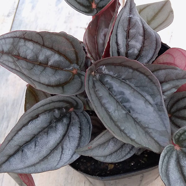 ぺぺロミア ：メンドーサ3号ポット