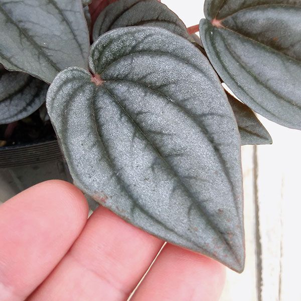 ぺぺロミア ：メンドーサ3号ポット