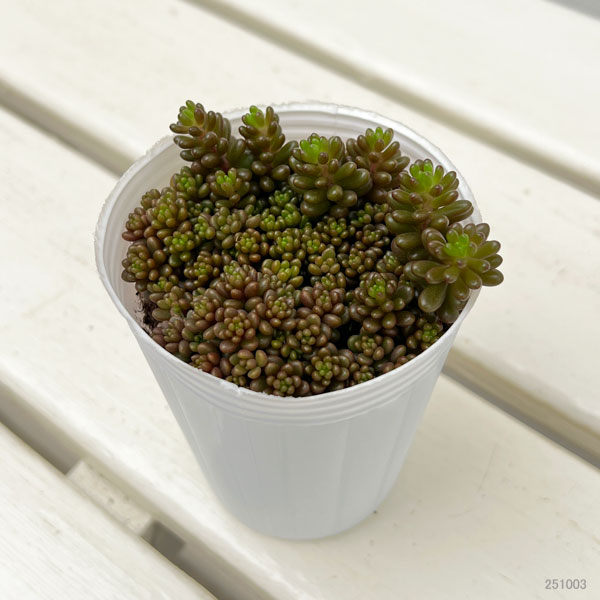 セダム:レッドベリー2号ポット 2株セット