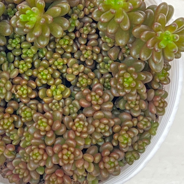 セダム:レッドベリー2号ポット 2株セット