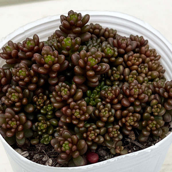 セダム:レッドベリー2号ポット 2株セット