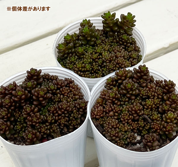 セダム:レッドベリー2号ポット 2株セット