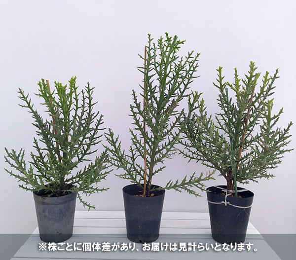 ユーフォルビア　トナカイカク6号鉢植え