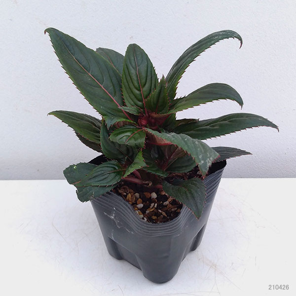 [26年4月上旬予約]ニューギニアインパチェンス：ソルルナ プライム オーキッド3.5号ポット