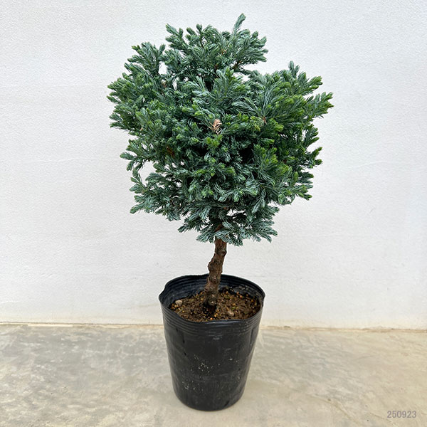 コニファー:ボールバード・スタンド仕立て5号ポット