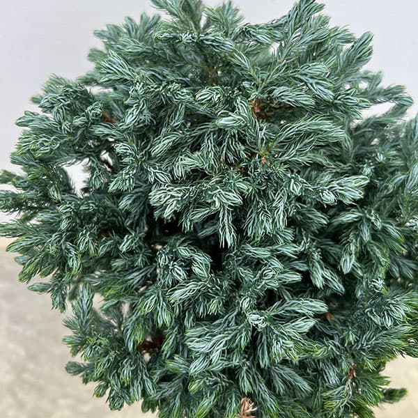 コニファー:ボールバード・スタンド仕立て5号ポット