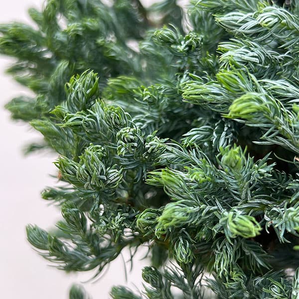 コニファー:ボールバード・スタンド仕立て5号ポット