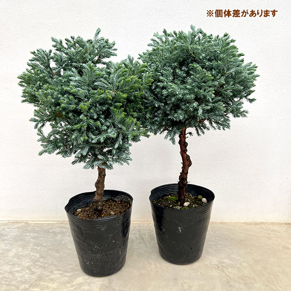 コニファー:ボールバード・スタンド仕立て5号ポット