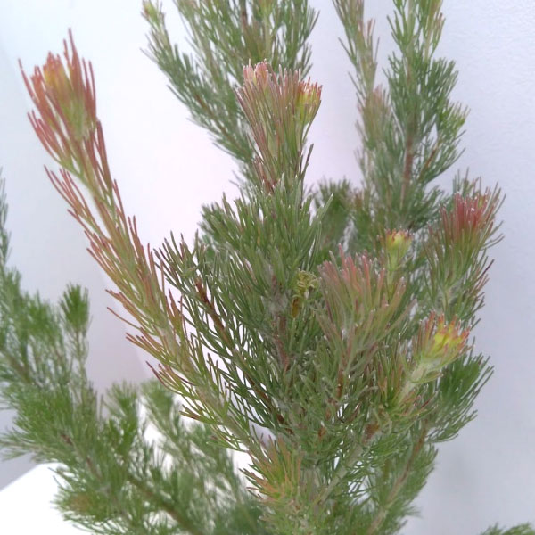 [ザ・ファームセレクト]アデナントス：ルーラタン5号鉢植え