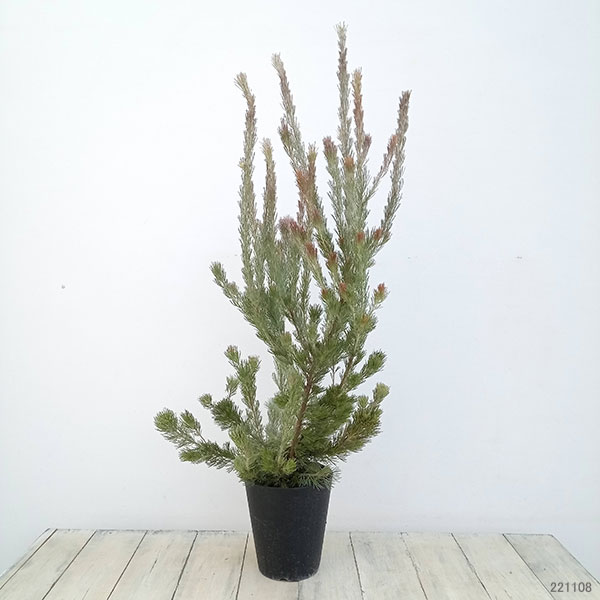 [ザ・ファームセレクト]アデナントス：ルーラタン5号鉢植え