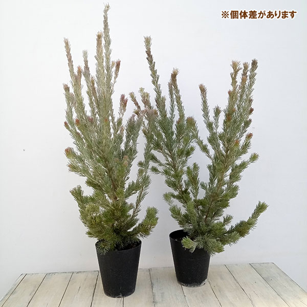 [ザ・ファームセレクト]アデナントス：ルーラタン5号鉢植え