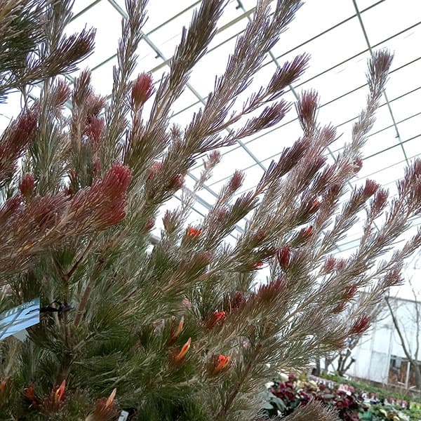 [ザ・ファームセレクト]アデナントス：ルーラタン5号鉢植え