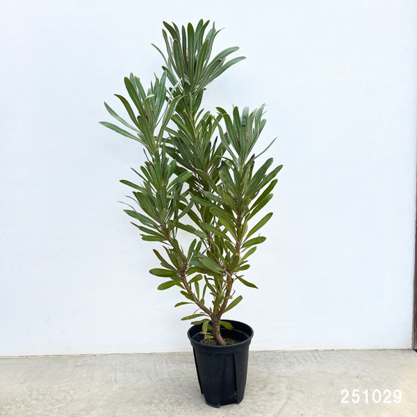 プロテア:ポッサムマジック7号鉢植え*