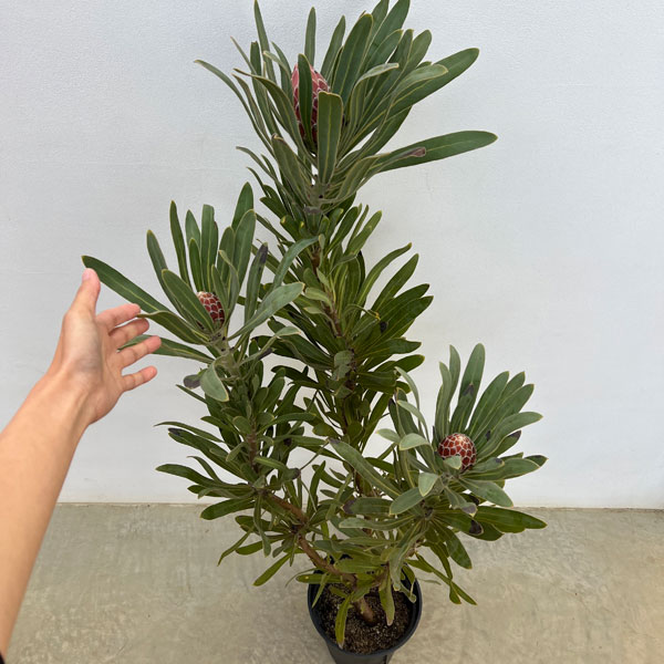 プロテア:ポッサムマジック7号鉢植え*