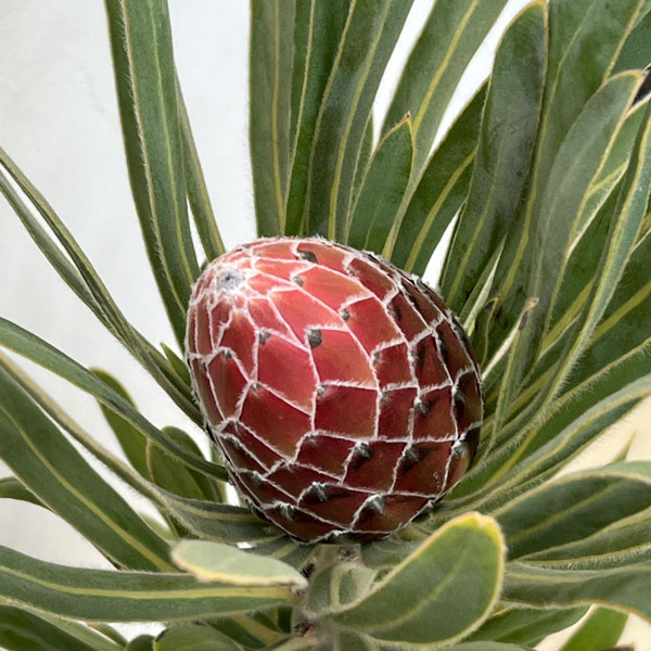 プロテア:ポッサムマジック7号鉢植え*