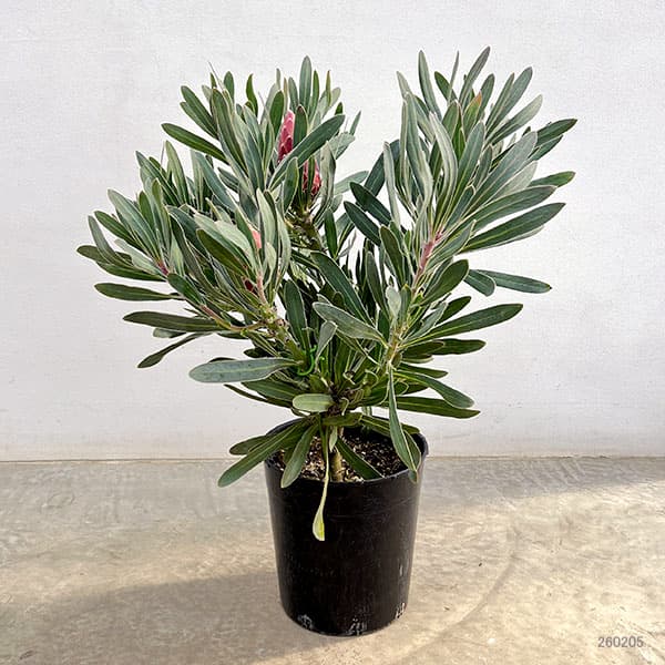 プロテア：ポッサムマジック7号鉢植え*