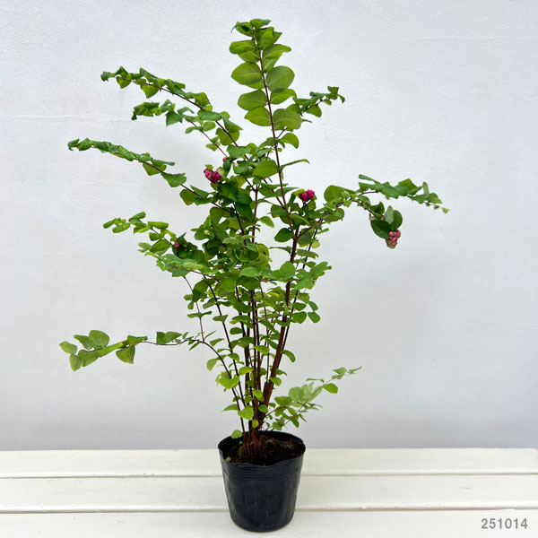 シンフォリカルポス：ワインレッド3.5号ポット