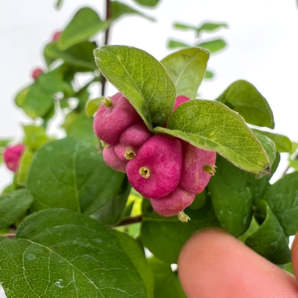 シンフォリカルポス：ワインレッド3.5号ポット