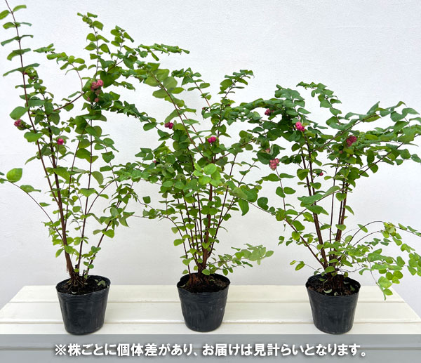 シンフォリカルポス：ワインレッド3.5号ポット