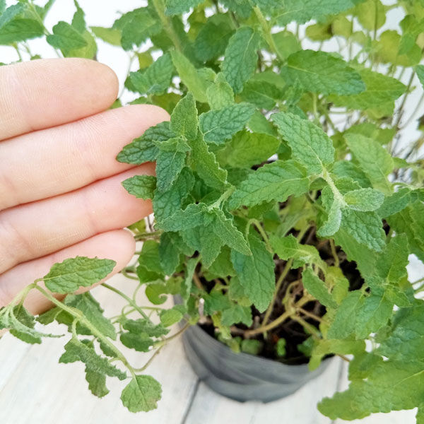 ミント：ストロベリーミント4号ポット の通販 | 園芸ネット 