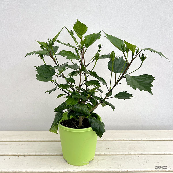 ハイビスカス(ニューロングライフ):ボルケーノ 5号鉢植え