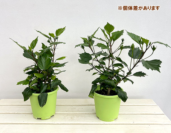 ハイビスカス(ニューロングライフ):ボルケーノ 5号鉢植え