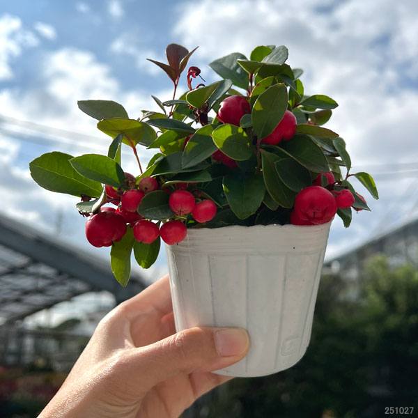 赤い実 スイスアルプスに実る、赤い実 | かぎけん花図鑑