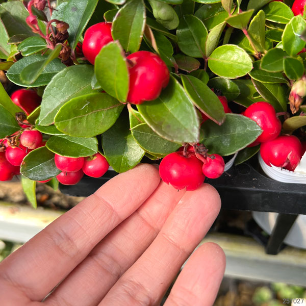 赤い実 園芸ネット本店｜チェッカーベリー：赤実3号ポット の通販【公式】