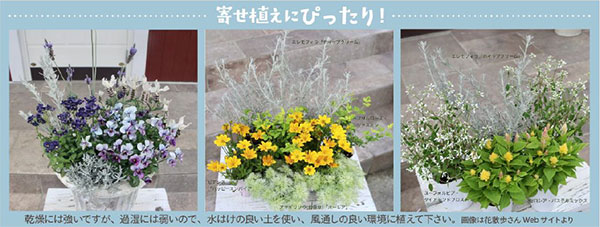 エレモフィラ：スノークリスタル2.5-3号ポット