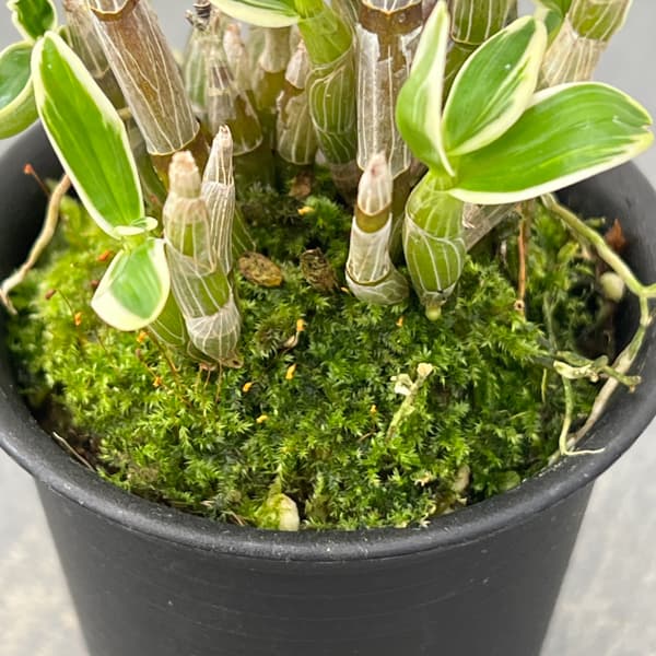 チョウセイラン(長生蘭):富士鶴(ふじづる)2.5号鉢植え