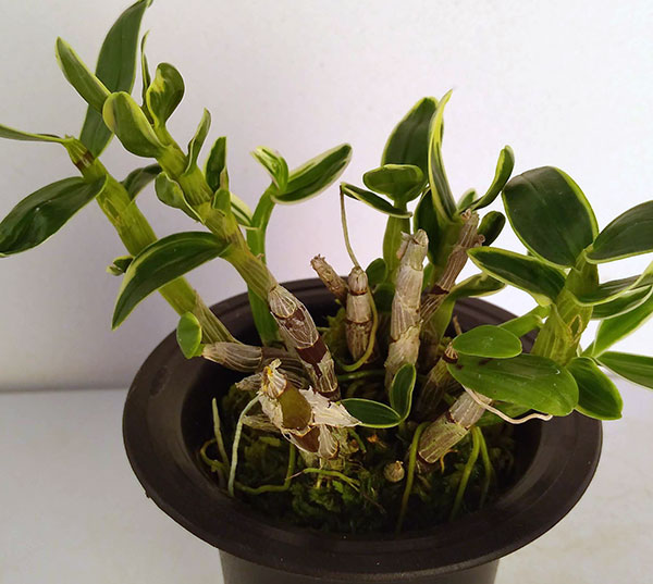 チョウセイラン(長生蘭):富士鶴(ふじづる)2.5号鉢植え