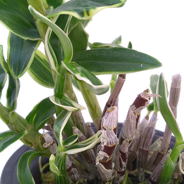 チョウセイラン(長生蘭):富士鶴(ふじづる)2.5号鉢植え