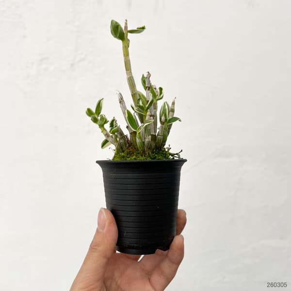 チョウセイラン(長生蘭):富士鶴(ふじづる)2.5号鉢植え