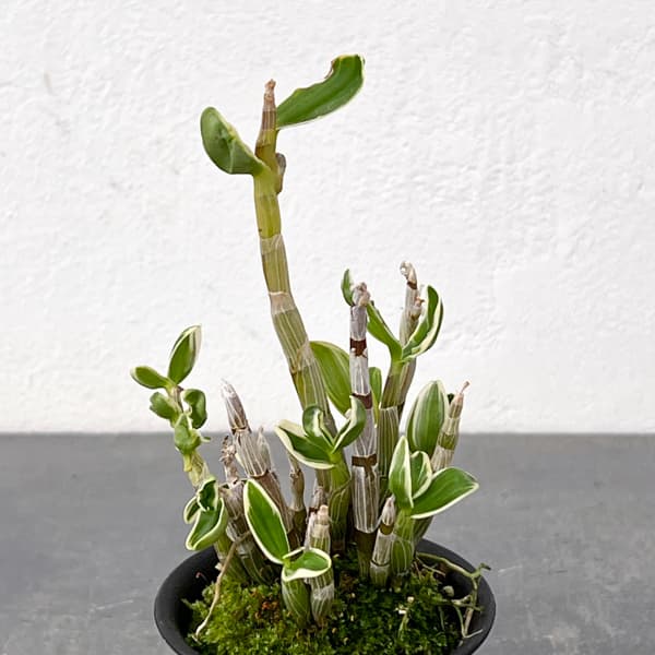 チョウセイラン(長生蘭):富士鶴(ふじづる)2.5号鉢植え