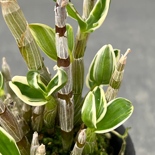 チョウセイラン(長生蘭):富士鶴(ふじづる)2.5号鉢植え