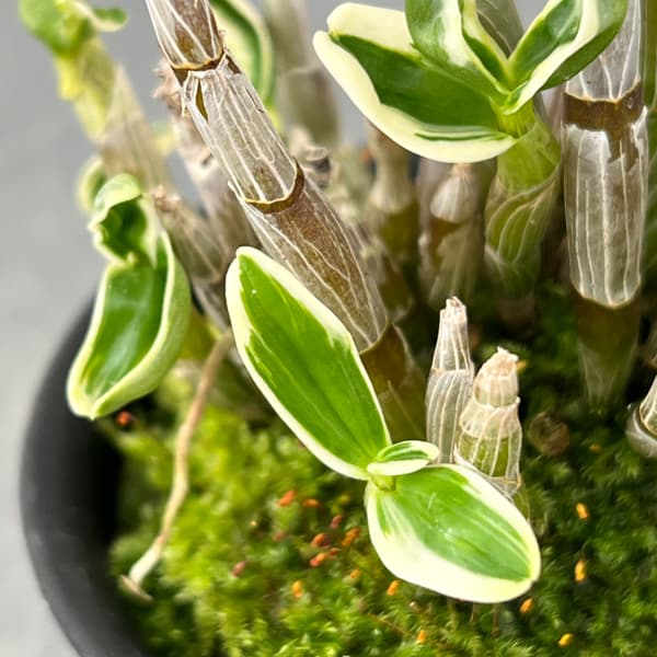 チョウセイラン(長生蘭):富士鶴(ふじづる)2.5号鉢植え