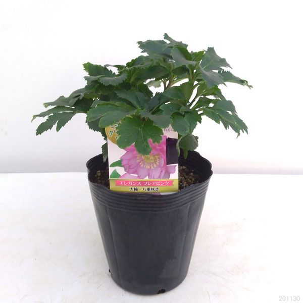 [26年1月中下旬予約]クリスマスローズ：*エレガンスフレアピンク5号鉢