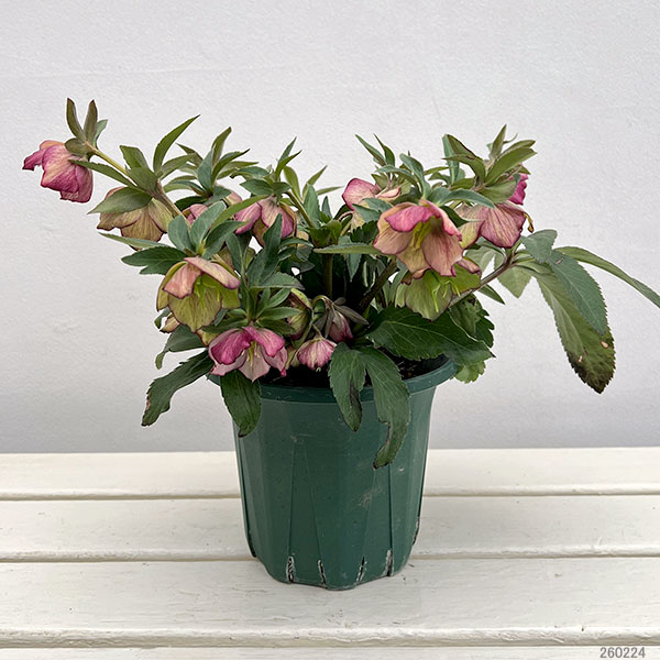 園芸ネット本店｜クリスマスローズ：*プチドール彩（あや）5号鉢（開花