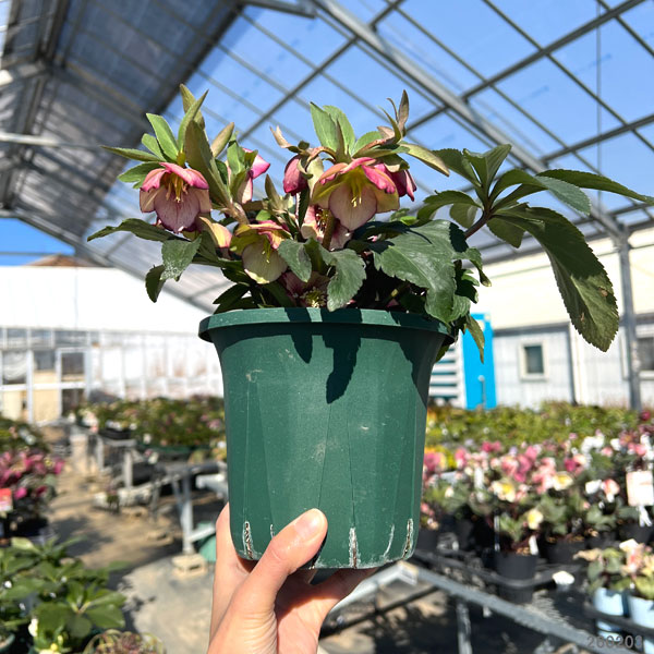 園芸ネット本店｜クリスマスローズ：*プチドール彩（あや）5号鉢（開花